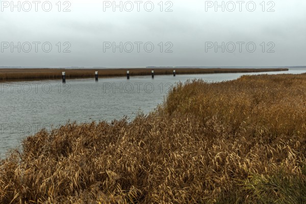 Lagoon area at the Meinigenbrücke near Zingst, Fischland-Darß-Zingst, Western Pomerania Lagoon Area