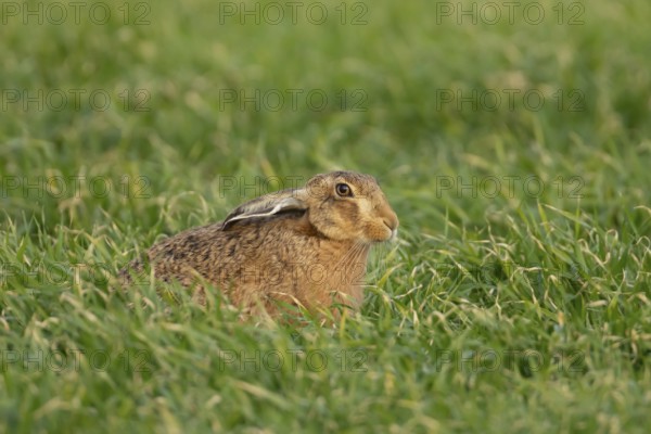 European brown hare (Lepus europaeus) adult animal in a farmland cereal field in springtime,