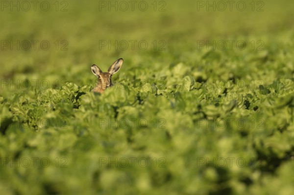 European brown hare (Lepus europaeus) adult animal in a sugar beet crop farmland field in summer,