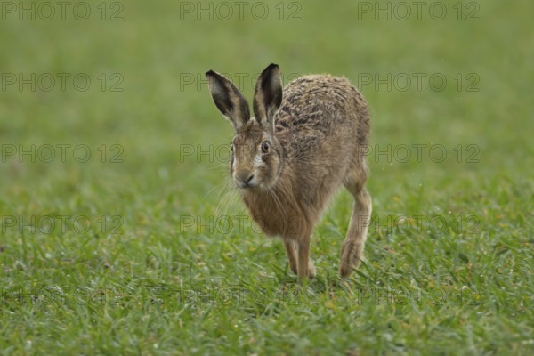 European brown hare (Lepus europaeus) adult animal running in a farmland cereal field in