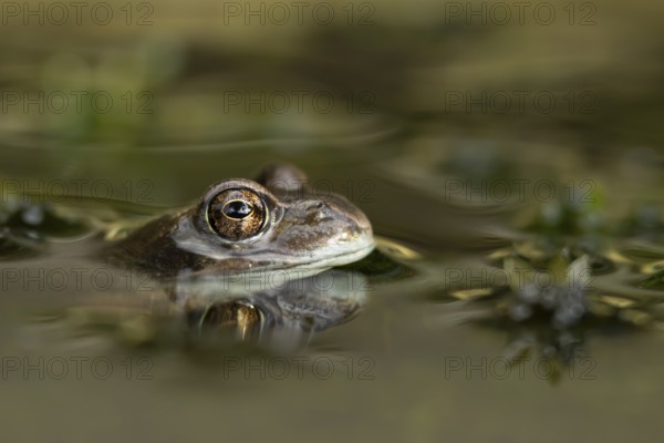 Common frog (Rana temporaria) adult amphibian on the water surface of a pond, England, United