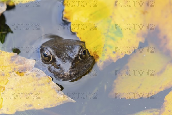 Common frog (Rana temporaria) adult amphibian on the water surface of a pond with fallen autumn