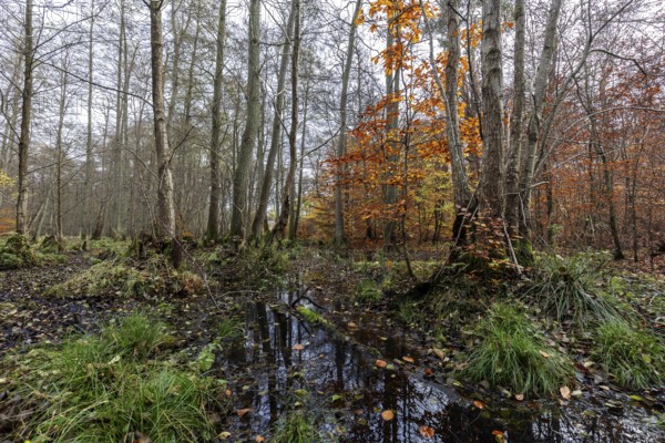 Moorland in the pristine Darßwald, autumn colors, Darß, Fischland-Darß-Zingst, Western Pomerania