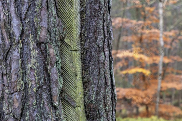 Pine tree (Pinus) with cut-in resin conductive chips, resin extraction until 1990, Darßwald, Darß,