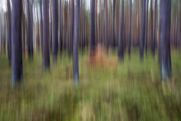 Forest, pine trees (Pinus), pine forest, tree trunks, distorted, moving camera, Darßwald,