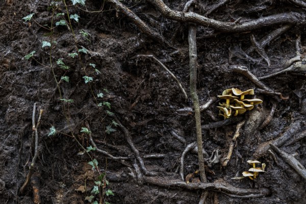 Mushrooms grow from the roots of a fallen tree, Darßwald, Darß, Fischland-Darß-Zingst, Western