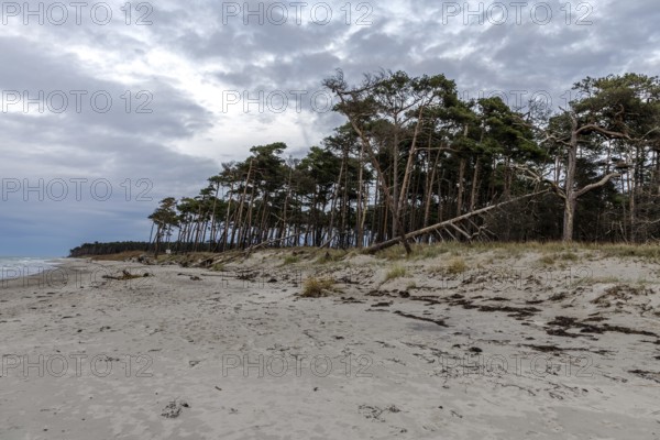 Weststrand Darß, Baltic Sea, Fischland-Darß-Zingst, Western Pomerania Lagoon Area National Park,