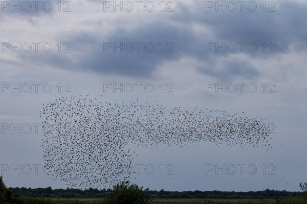 More and more starlings (Sturnus vulgaris) gather at the roost and begin to form formations, autumn