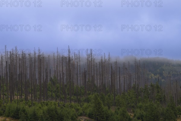 Dead trees Mountain spruce forest deaths in the Harz Mountains, Braunlage, Harz, Lower Saxony,