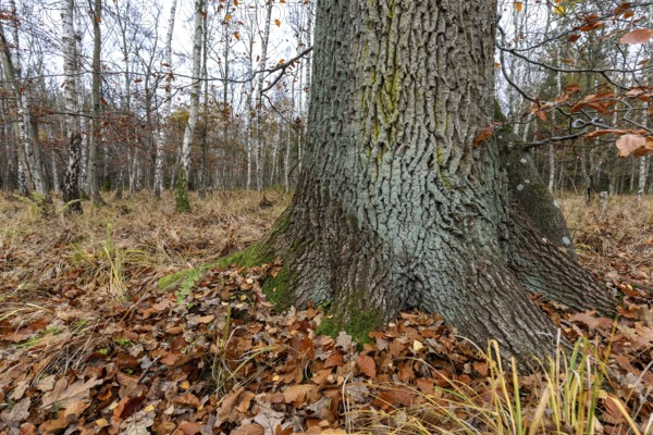 Birch trees (Betula), birch forest, thick tree trunk in front, Osterwald, Zingst,