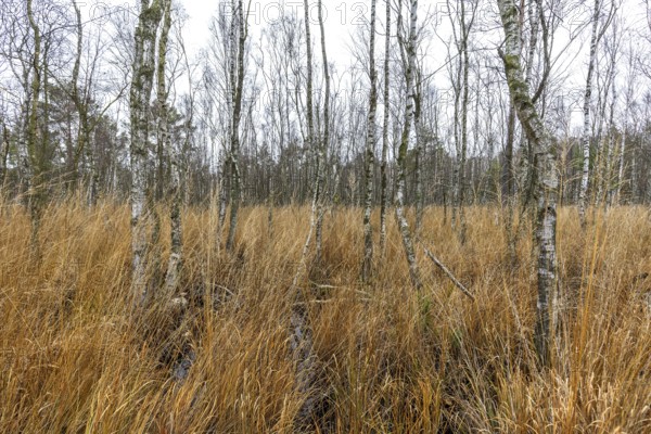 Moor landscape in the Osterwald forest with bog birch trees (Betula pubescens), Zingst,