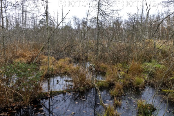 Moorland with dead trees in Osterwald, Zingst, Fischland-Darß-Zingst, Western Pomerania Lagoon Area