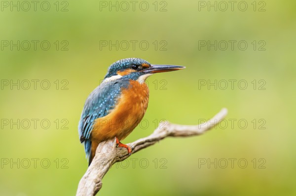 Common kingfisher (Alcedo atthis) sitting on an old wooden branch in late summer, wildife, Bavaria,