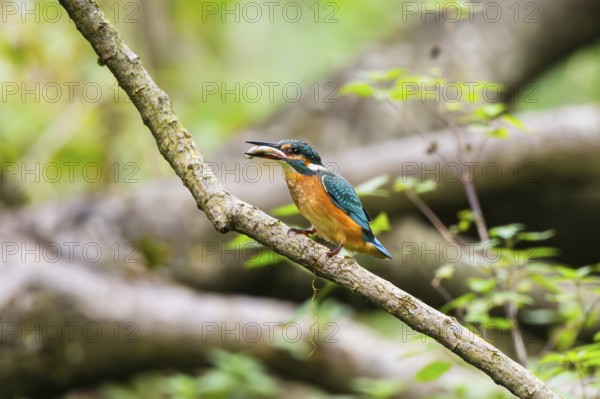 Common kingfisher (Alcedo atthis) sitting on an old wooden branch eating his fresh cought fish in