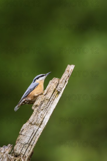 Eurasian nuthatch (Sitta europaea) sitting on an old wrotten tree trunk at a swamp, Bavaria,