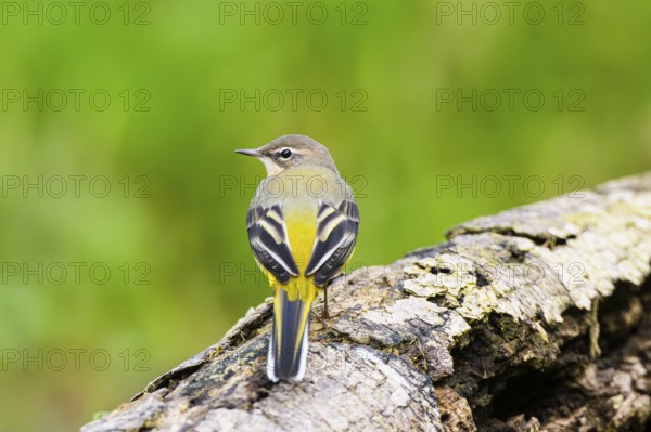 Grey Wagtail (Motacilla cinerea) sitting on an old wood, wildlife, Germany