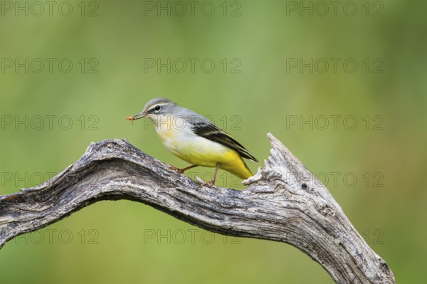Grey Wagtail (Motacilla cinerea) sitting on a branch, wildlife, Germany