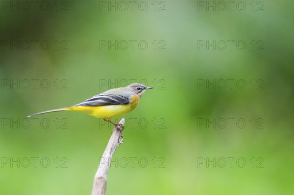Grey Wagtail (Motacilla cinerea) sitting on a branch, wildlife, Germany