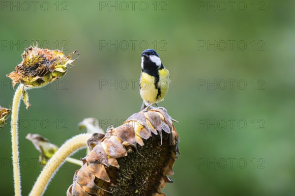 Great tit (Parus major) sitting on an old sunflower blossom with seeds inside, Bavaria, Germany