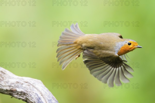 European robin (Erithacus rubecula) sitting on an old wooden branch, Bavaria, Germany