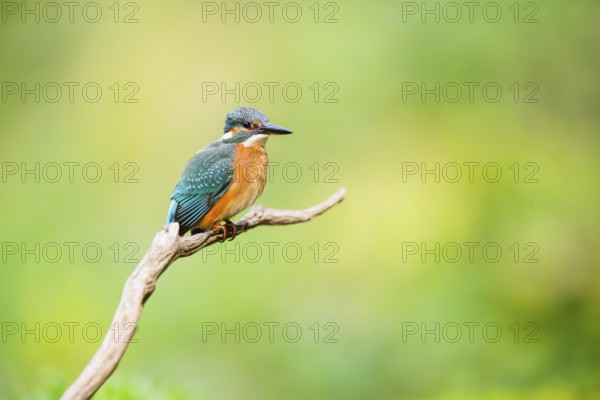 Common kingfisher (Alcedo atthis) sitting on an old wooden branch in late summer, wildife, Bavaria,