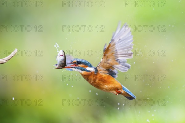 Common kingfisher (Alcedo atthis) flying out of the water with a fresh cought fish in his beak in