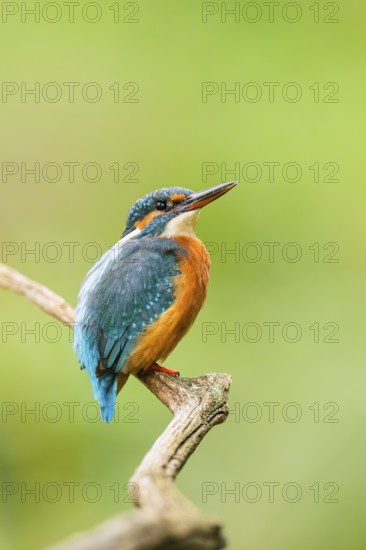 Common kingfisher (Alcedo atthis) sitting on an old wooden branch in late summer, wildife, Bavaria,