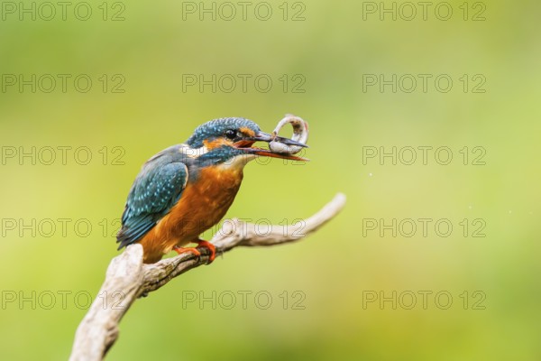 Common kingfisher (Alcedo atthis) sitting on an old wooden branch eating his fresh cought fish in