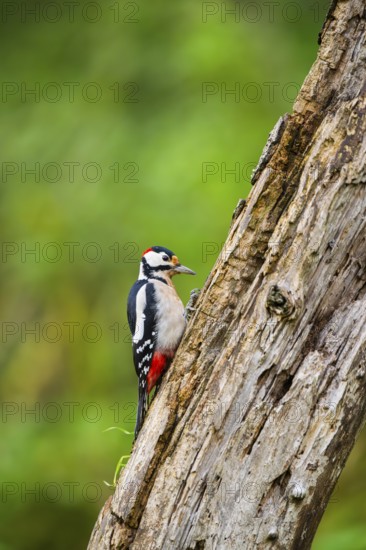 Great spotted woodpecker (Dendrocopos major) sitting on an old wrotten tree trunk in late summer,