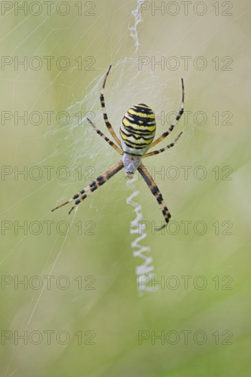 Wasp Spider, Argiope bruennichi, Wasp Spider, Lower Saxony, Germany
