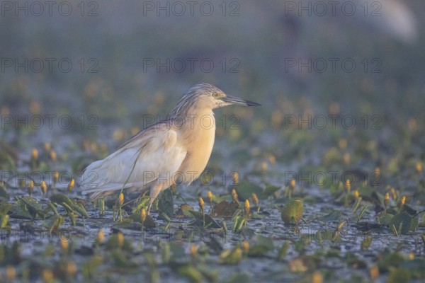 Squacco Heron (Ardeola ralloides) in the fog Hungary