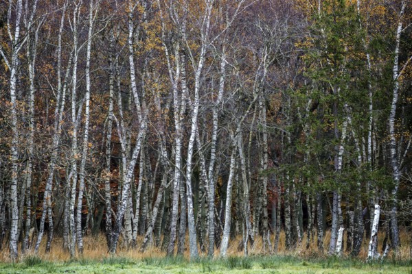 Birch forest, autumn coloured birch trees (Betula), Osterwald, Zingst, Fischland-Darß-Zingst,