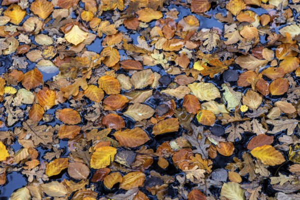 Autumn leaves, autumn-colored leaves floating on moor water, Osterwald, Zingst,