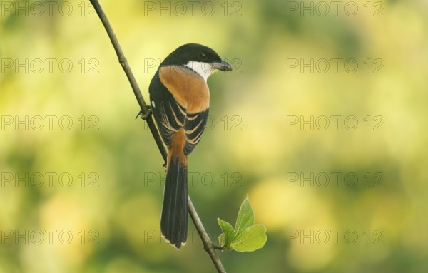A long-tailed shrike or rufous-backed shrike (Lanius schach) sits on a tree branch, Sreepur,