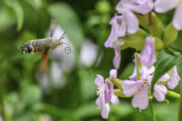 A dove tail (Macroglossum stellatarum) flies near pink flowers of soapwort (Saponaria officinalis)