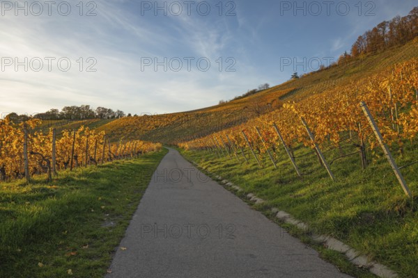 The vineyards in the Remstal near Korb in the Rems-Murr district show all their colors in autumn.