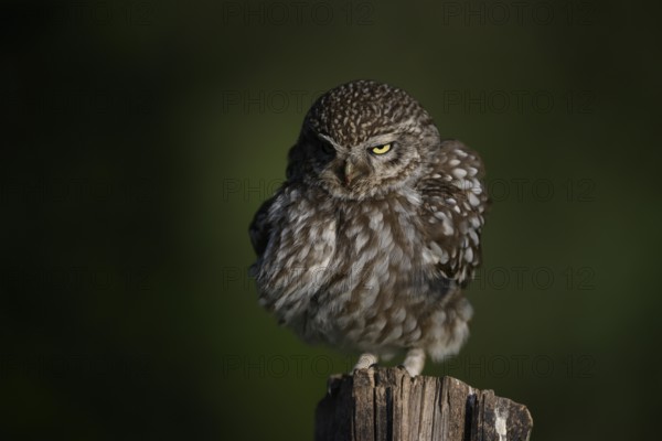 Little owl (Athene noctua) on fence post, fluffed up up, Teutoburg Forest, Osnabrücker Land, Lower