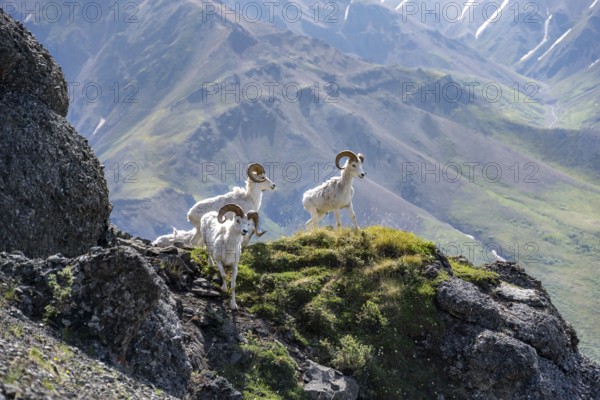 Dall sheep or Alaskan snow sheep (Ovis dalli) on a rocky outcrop in the mountains, Denali National