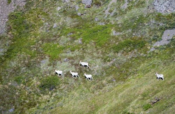 Dall sheep or Alaskan snow sheep (Ovis dalli) in a meadow in the mountains, Denali National Park