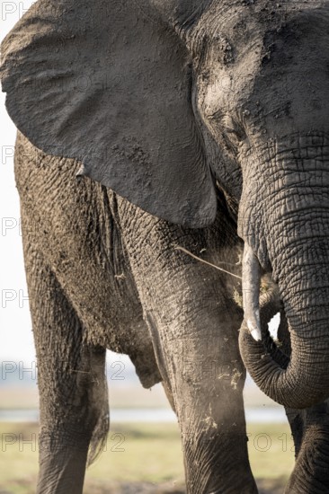 Detail, Animal portrait, African elephant (Loxodonta africana), Ihaha, Chobe National Park,