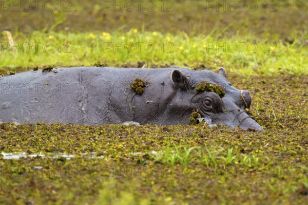 Hippopotamus (Hippopatamus amphibius) hiding in the swamp, Xakanaxa, Okavango Delta, Moremi Game