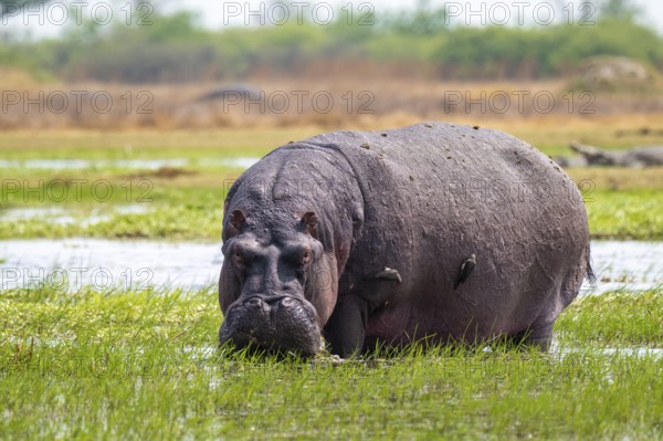 Hippopotamus (Hippopatamus amphibius) grazing, Xakanaxa, Okavango Delta, Moremi Game Reserve,
