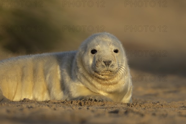 Grey seal (Halichoerus grypus) juvenile baby pup animal resting on a sand dune by a beach in