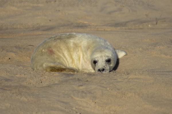 Grey seal (Halichoerus grypus) juvenile baby pup animal resting on a sandy beach in winter,