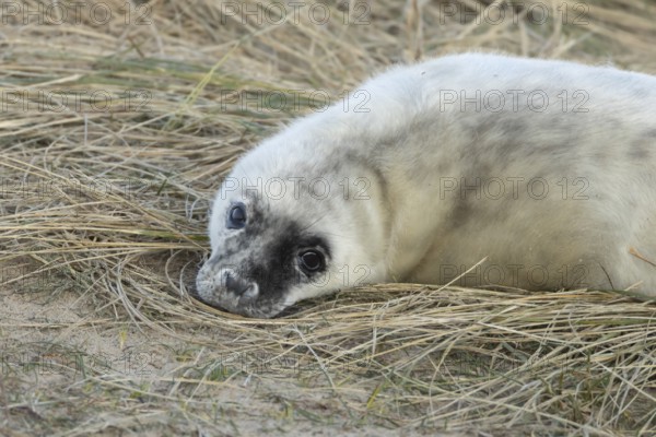 Grey seal (Halichoerus grypus) juvenile baby pup animal resting in a sand dune by a beach in