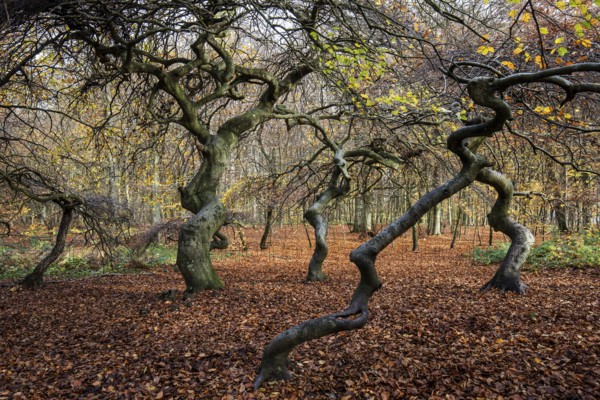 Süntelbuchen (Fagus sylvatica), cripple beeches, Hexenwald, Semper Forest Park, near Lietzow,
