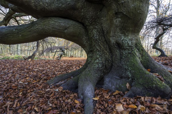 Süntelbuchen (Fagus sylvatica), cripple beeches, Hexenwald, Semper Forest Park, near Lietzow,