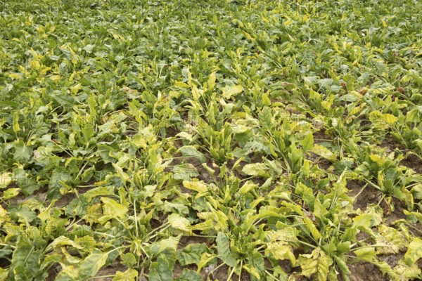 Sugar beet (Beta vulgaris) crop plants in a farm field infected with virus yellows plant pathogen,