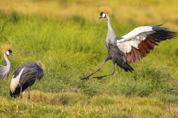 Crowned Crane (Balearica regulorum) courtship behavier South Luangwa NP Zambia August