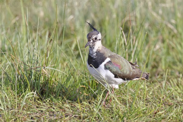 Lapwing (Vanellus vanellus), in splendid plumage, foraging in a marshy meadow, wildlife, Lembruch,